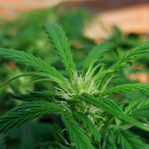 Moonlight Auto - Naledi Seeds growlog timeline photo