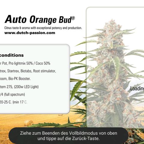 Auto Orange Bud growlog timeline photo