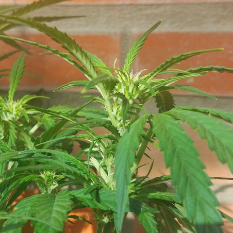 Moonlight Auto - Naledi Seeds growlog timeline photo