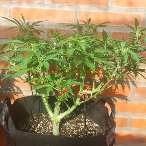 Moonlight Auto - Naledi Seeds growlog timeline photo