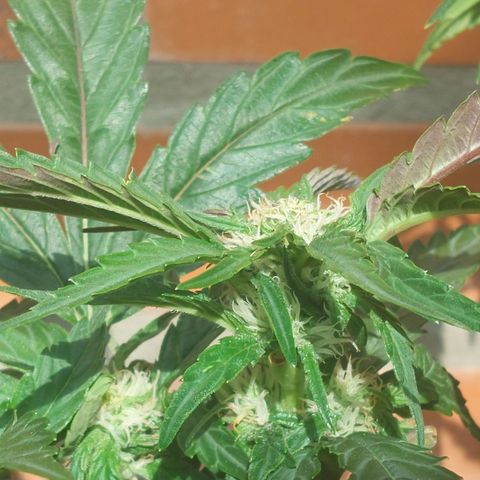Titan Gorilla Auto growlog timeline photo