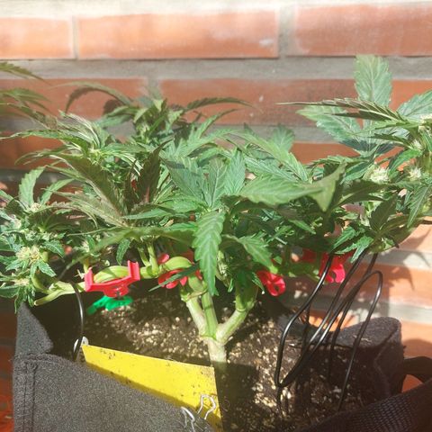Titan Gorilla Auto growlog timeline photo