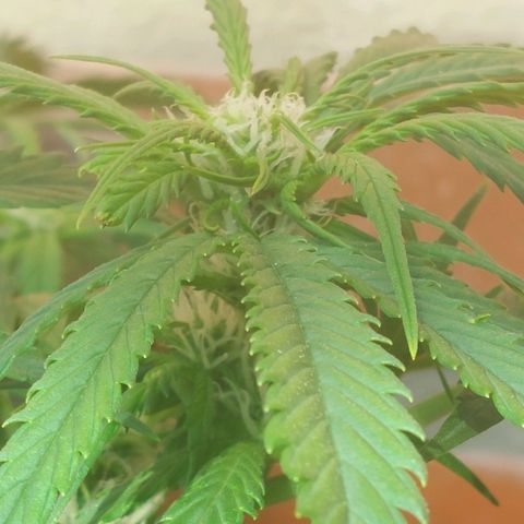 Auto Orange Bud growlog timeline photo