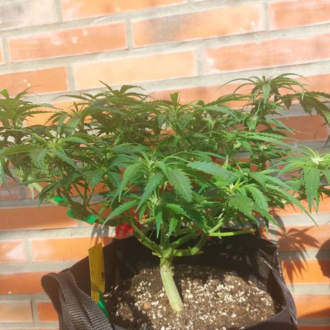 Auto Orange Bud growlog timeline photo