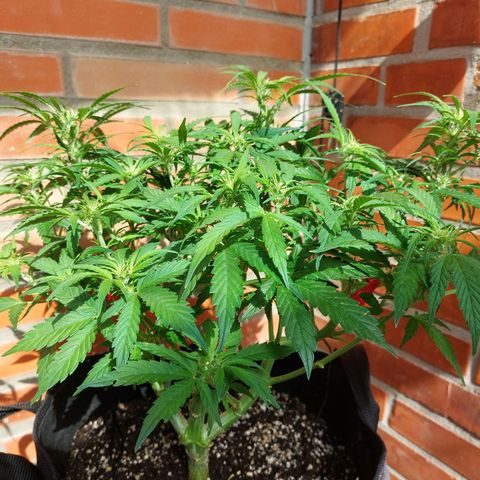 Moonlight Auto - Naledi Seeds growlog timeline photo