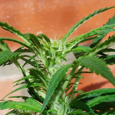 Moonlight Auto - Naledi Seeds growlog timeline photo