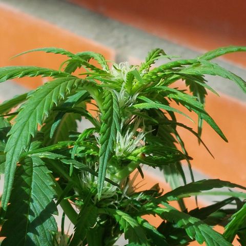 Auto Orange Bud growlog timeline photo