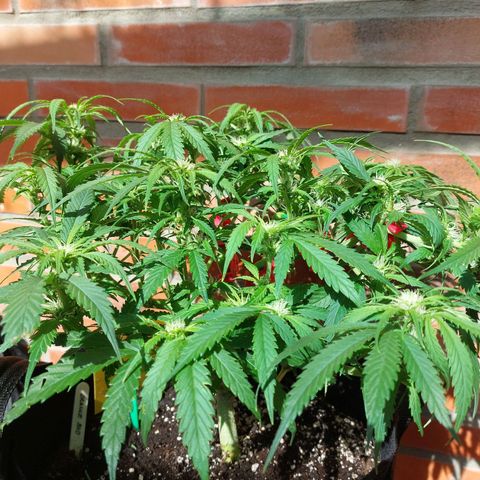 Auto Orange Bud growlog timeline photo