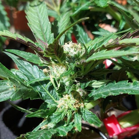 Titan Gorilla Auto growlog timeline photo