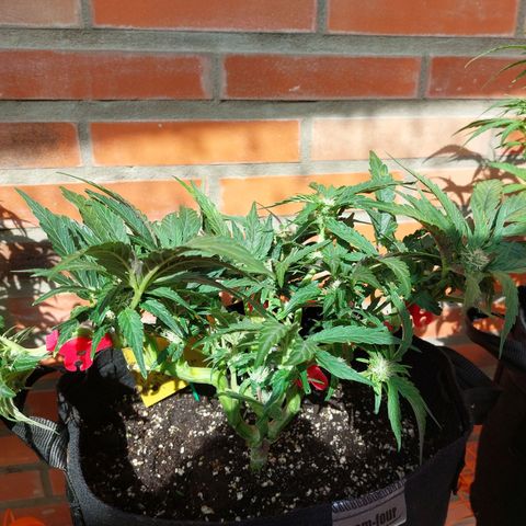 Titan Gorilla Auto growlog timeline photo
