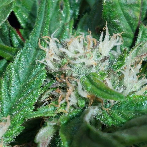 Titan Gorilla Auto growlog timeline photo