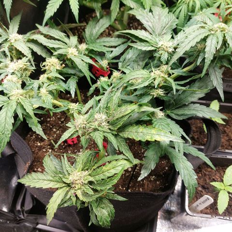 Titan Gorilla Auto growlog timeline photo