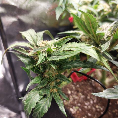 Titan Gorilla Auto growlog timeline photo