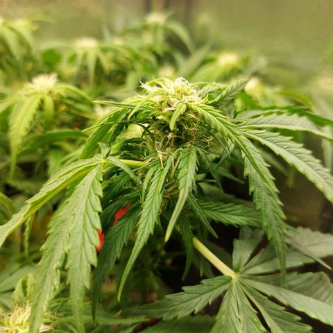 Auto Orange Bud growlog timeline photo