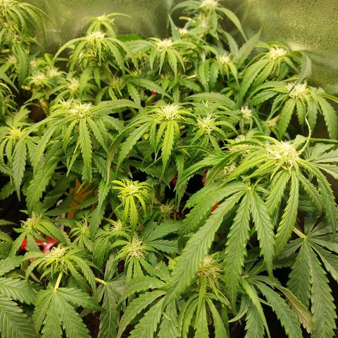 Auto Orange Bud growlog timeline photo