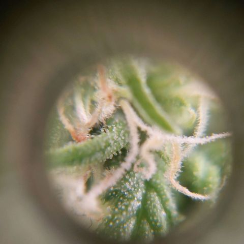 Auto Orange Bud growlog timeline photo