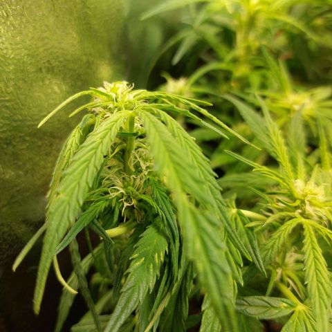 Moonlight Auto - Naledi Seeds growlog timeline photo