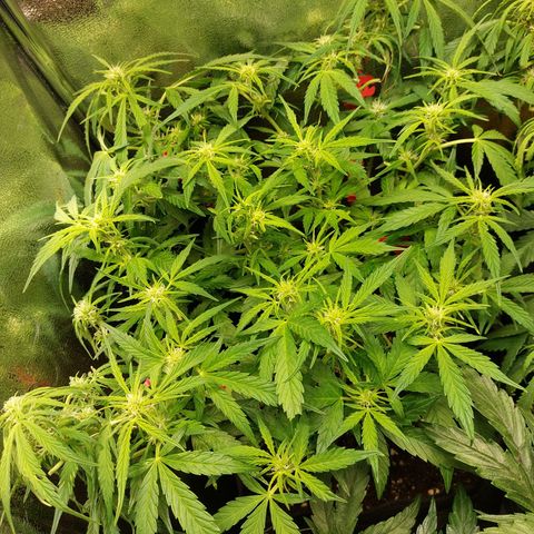 Moonlight Auto - Naledi Seeds growlog timeline photo