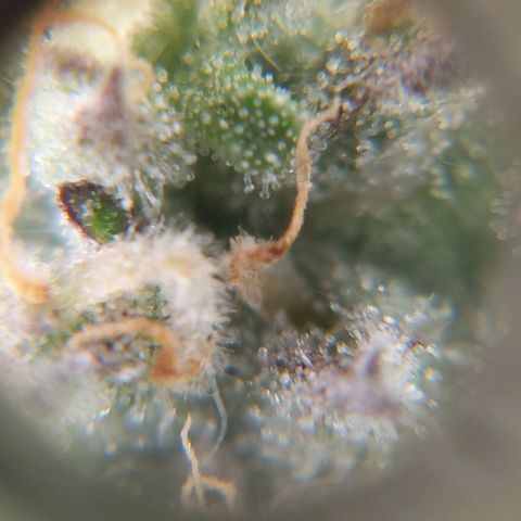 Titan Gorilla Auto growlog timeline photo