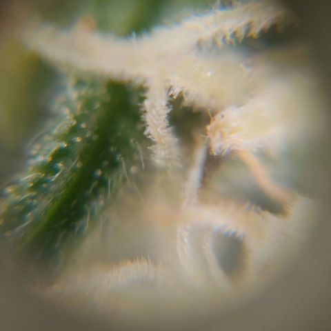 Titan Gorilla Auto growlog timeline photo