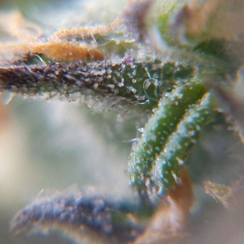 Titan Gorilla Auto growlog timeline photo