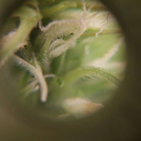 Moonlight Auto - Naledi Seeds growlog timeline photo