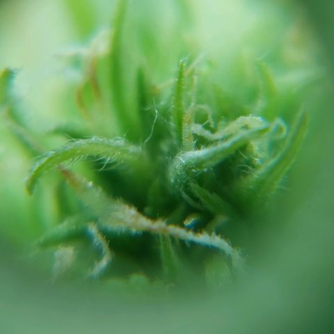 Moonlight Auto - Naledi Seeds growlog timeline photo