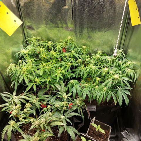 Moonlight Auto - Naledi Seeds growlog timeline photo