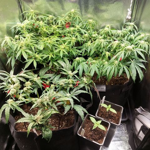 Auto Orange Bud growlog timeline photo