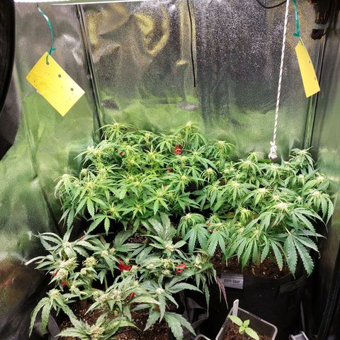 Titan Gorilla Auto growlog timeline photo