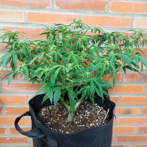 Moonlight Auto - Naledi Seeds growlog timeline photo