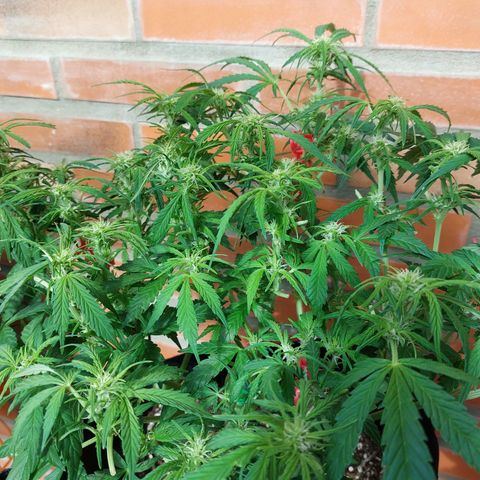 Moonlight Auto - Naledi Seeds growlog timeline photo