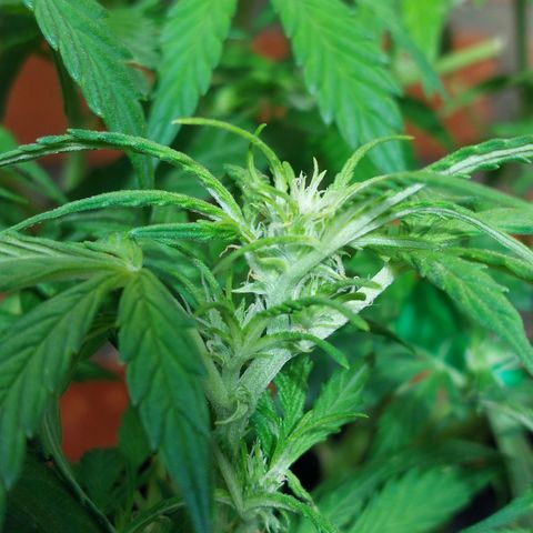 Moonlight Auto - Naledi Seeds growlog timeline photo
