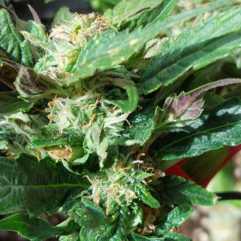 Titan Gorilla Auto growlog timeline photo