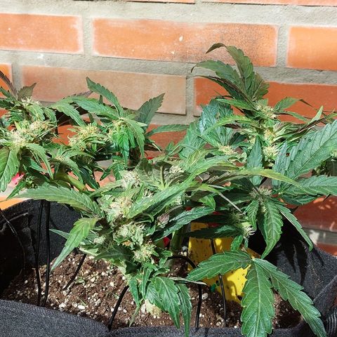 Titan Gorilla Auto growlog timeline photo