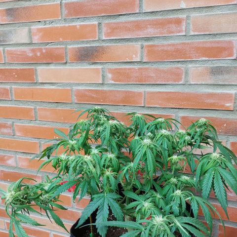 Auto Orange Bud growlog timeline photo
