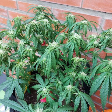 Auto Orange Bud growlog timeline photo