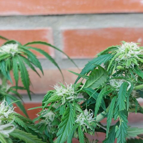 Auto Orange Bud growlog timeline photo