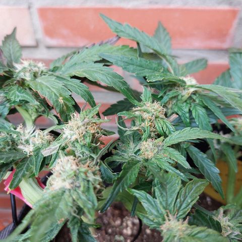 Titan Gorilla Auto growlog timeline photo