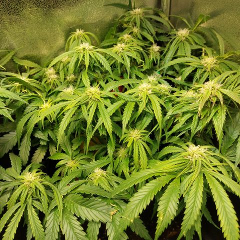 Auto Orange Bud growlog timeline photo