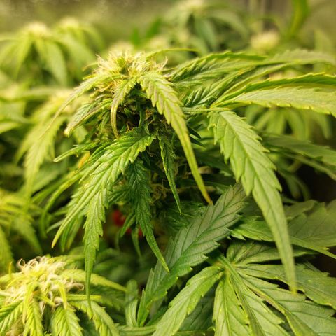 Auto Orange Bud growlog timeline photo