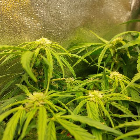 Moonlight Auto - Naledi Seeds growlog timeline photo