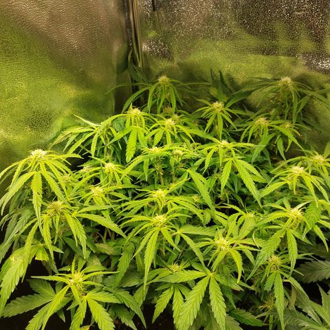 Moonlight Auto - Naledi Seeds growlog timeline photo
