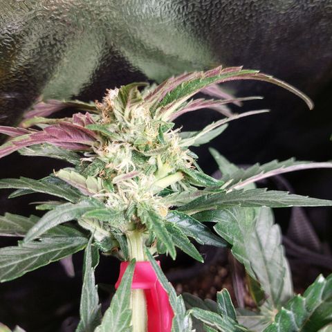 Titan Gorilla Auto growlog timeline photo