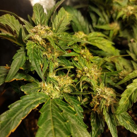 Titan Gorilla Auto growlog timeline photo