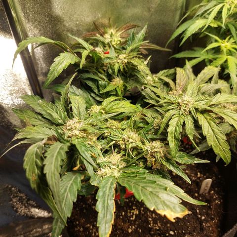 Titan Gorilla Auto growlog timeline photo