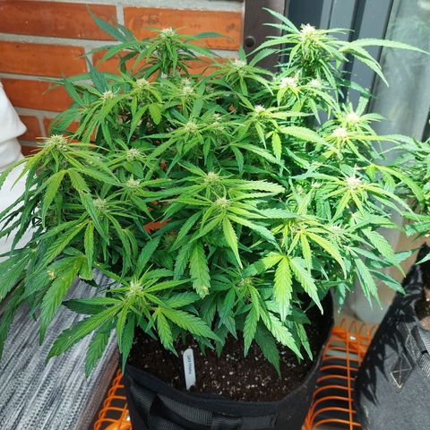 Moonlight Auto - Naledi Seeds growlog timeline photo