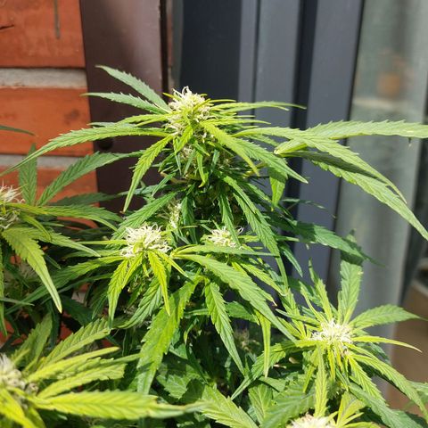 Moonlight Auto - Naledi Seeds growlog timeline photo