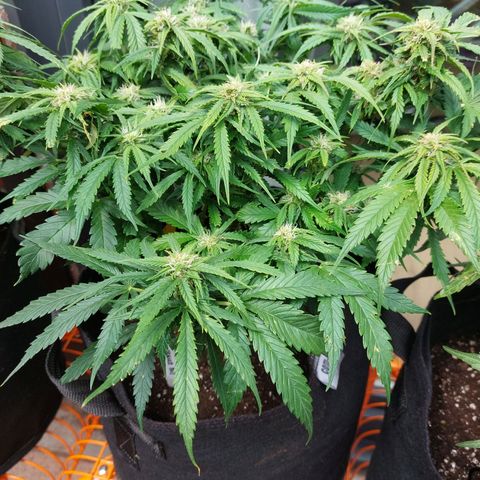 Auto Orange Bud growlog timeline photo