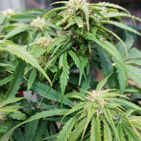 Auto Orange Bud growlog timeline photo